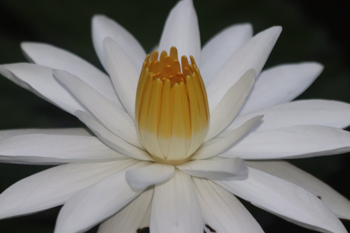 Nymphaea pubescens Willd.